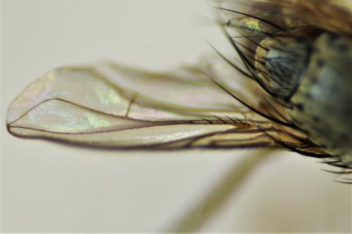 Ceranthia abdominalis